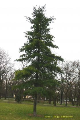 Pinus stobus